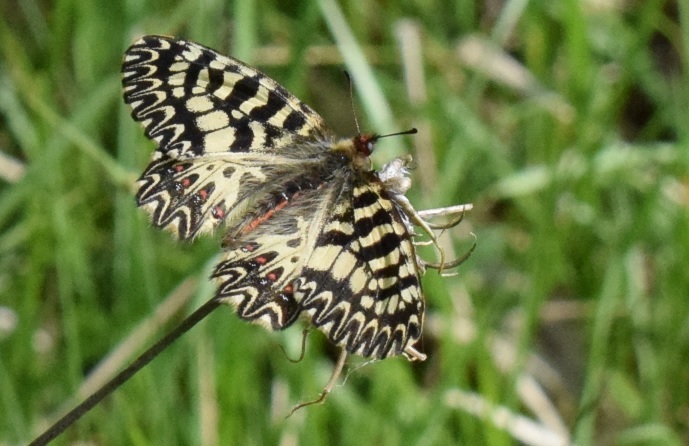 Zerynthia polyxena